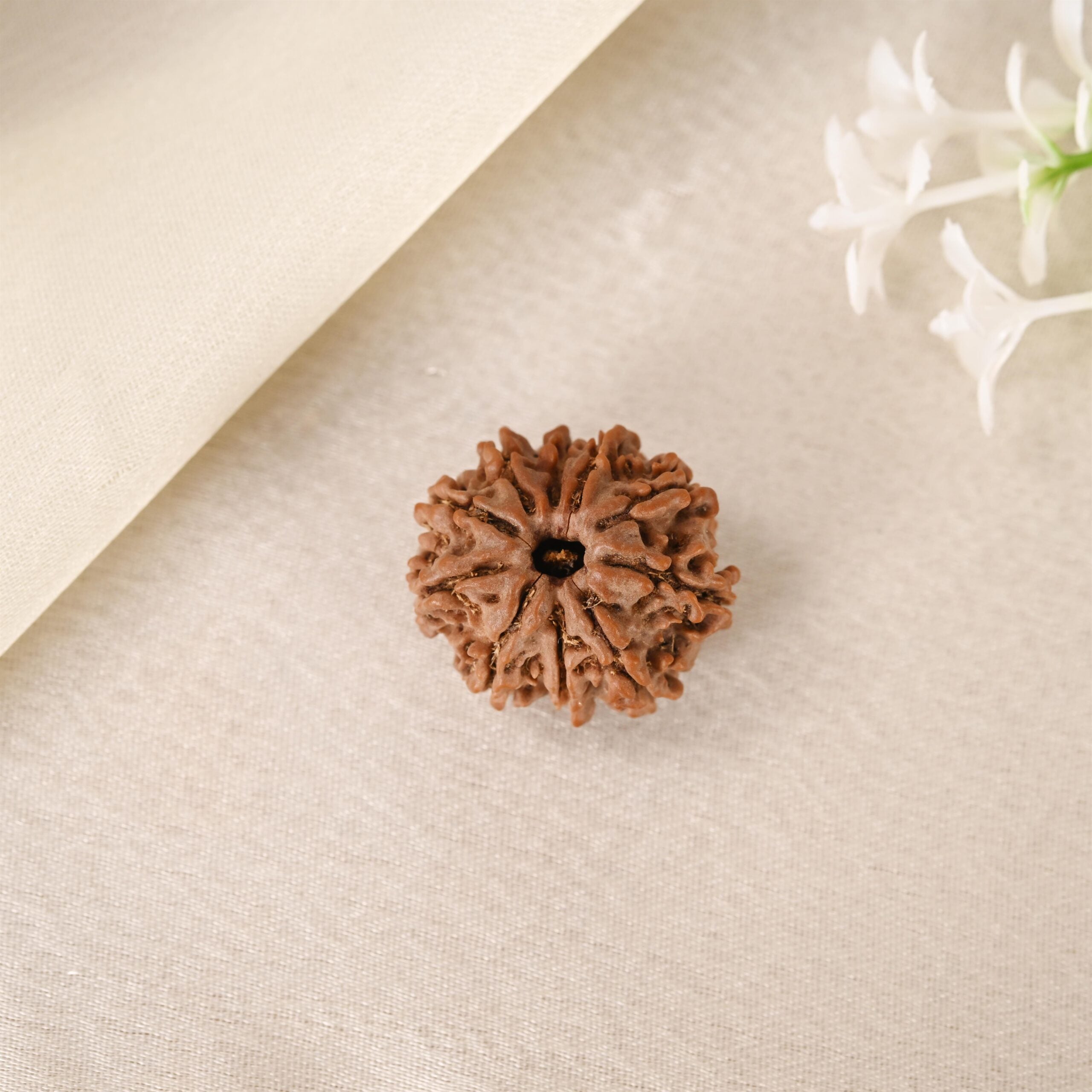 10 Face Rudraksha (Nepal)