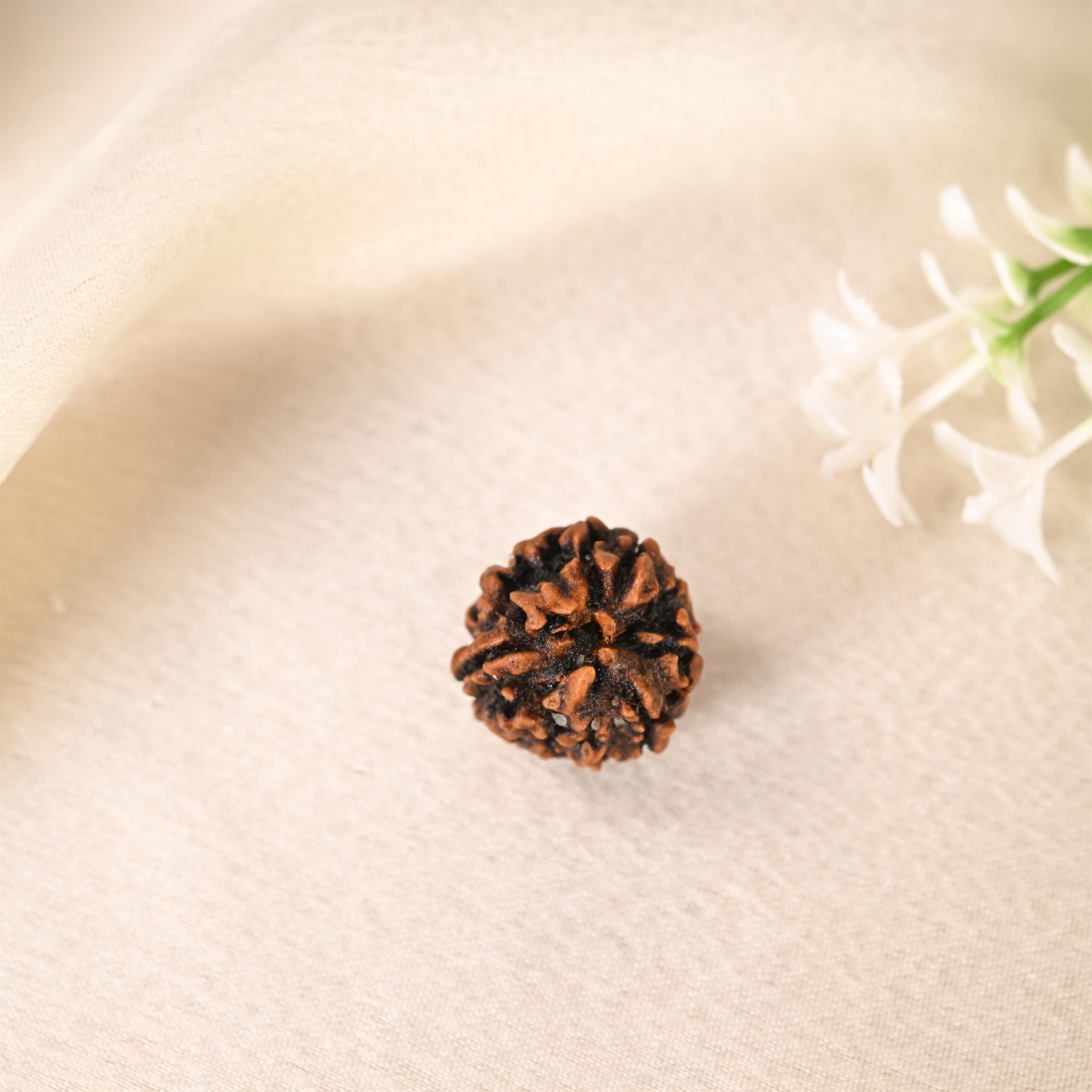 3 Mukhi Rudraksha