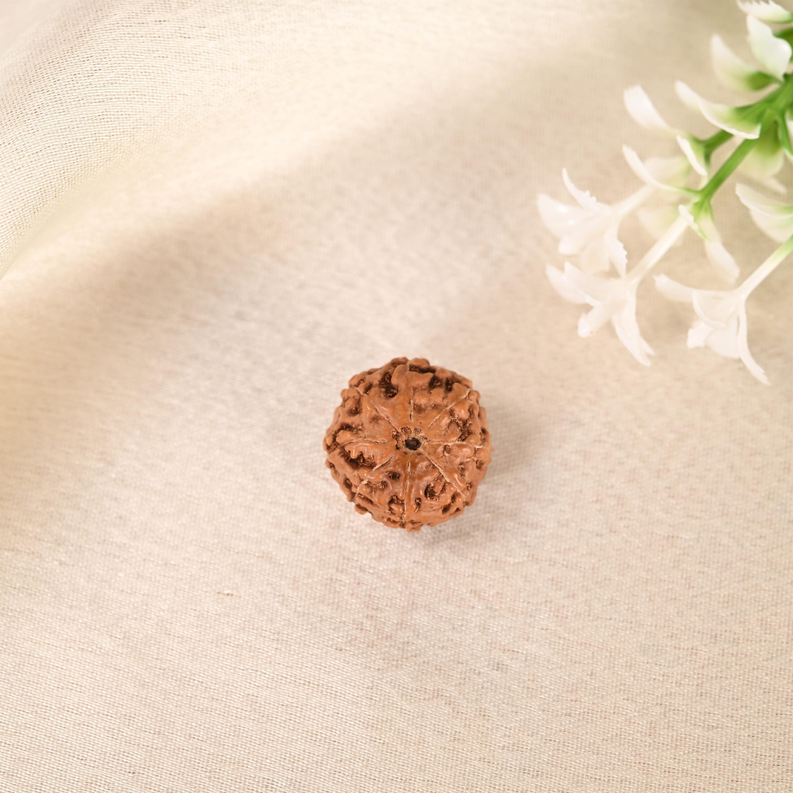9 Face Rudraksha (Indonesian)