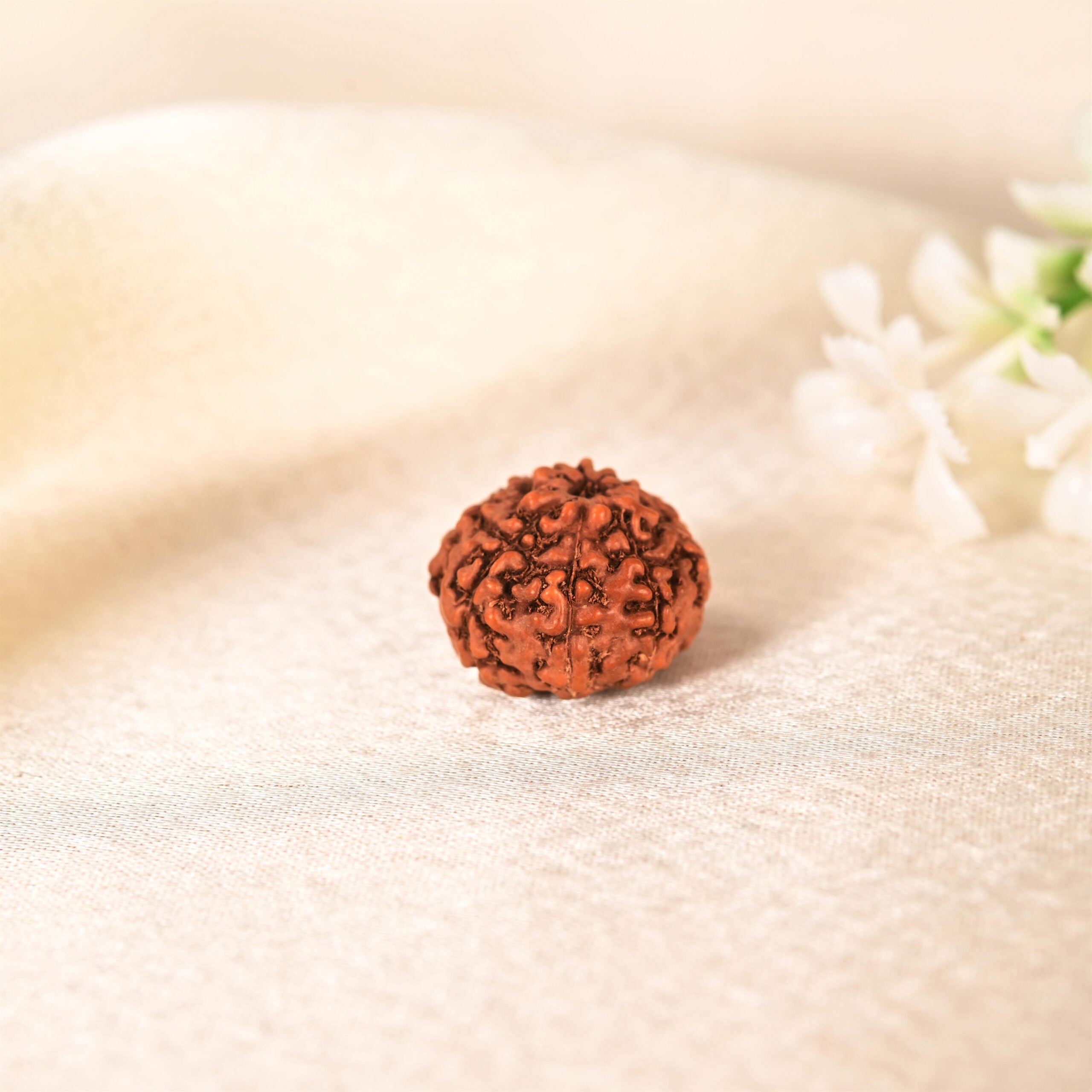 9 Face Rudraksha (Indonesian)
