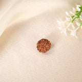 10 Face Rudraksha (Indonesian)