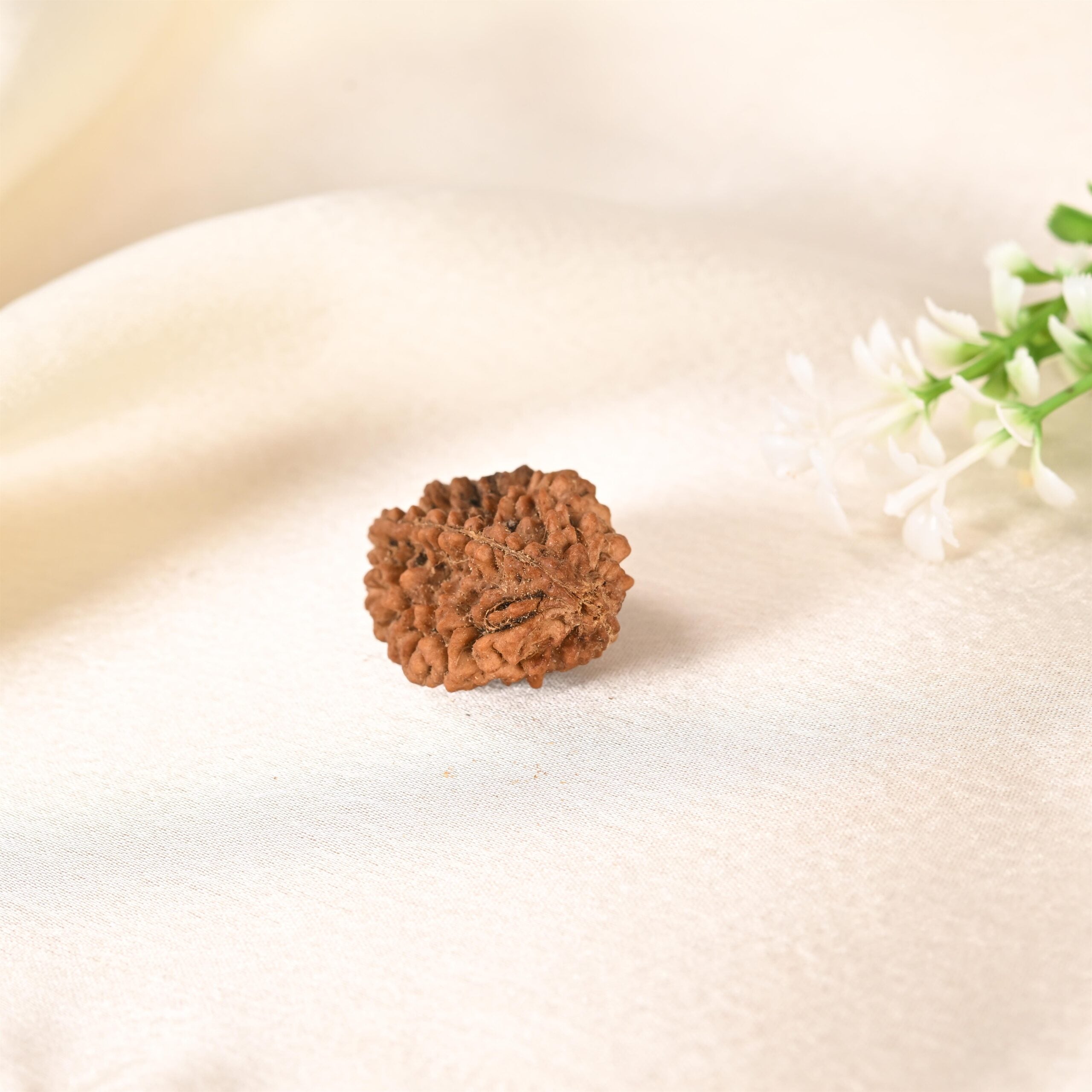 2 Mukhi Rudraksha