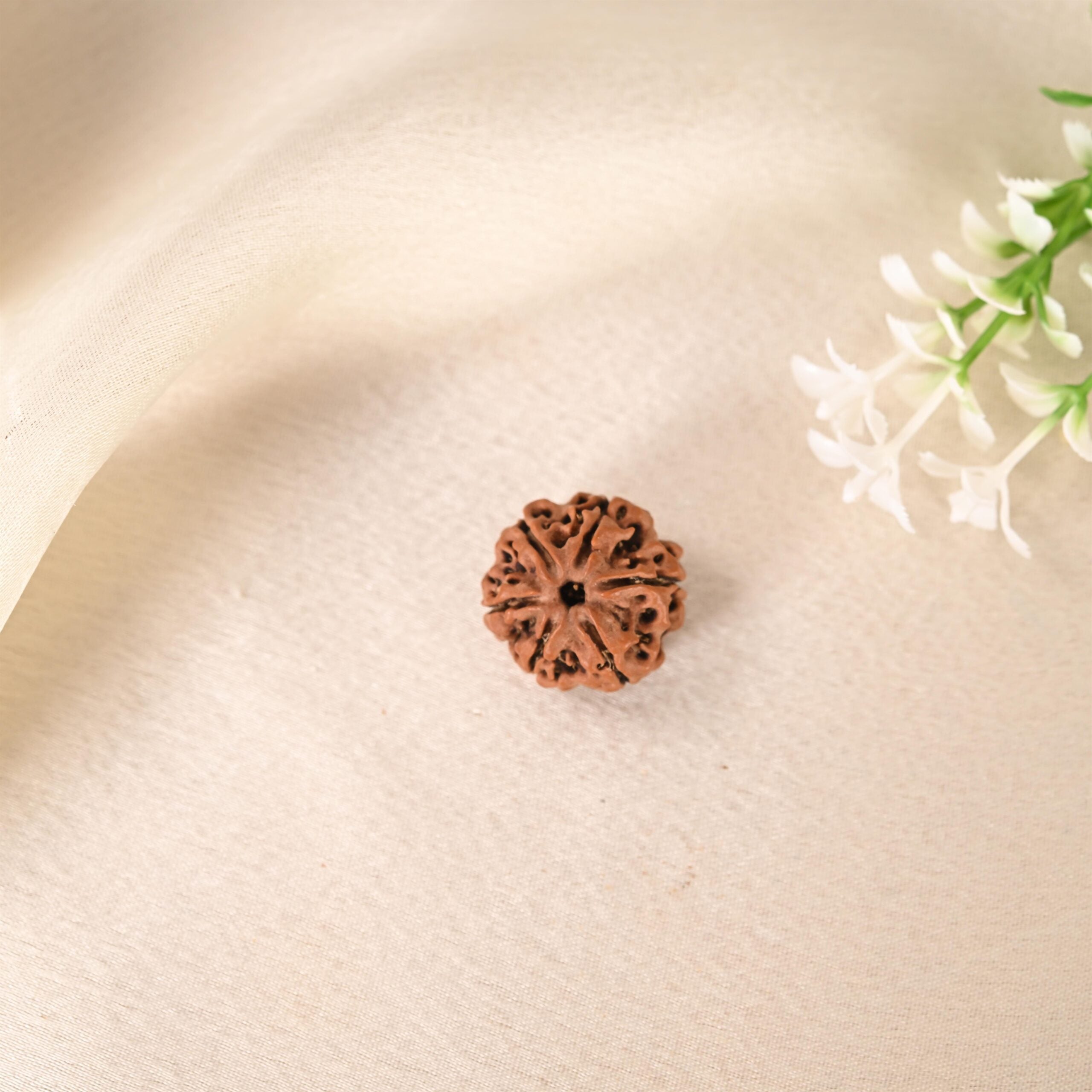 6 Face Rudraksha (Nepal)