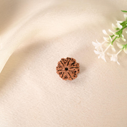 6 Face Rudraksha (Nepal)