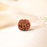 6 Face Rudraksha (Nepal)
