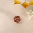 8 Face Rudraksha (Nepal)