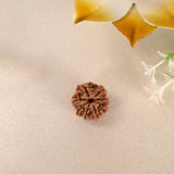 8 Face Rudraksha (Nepal)