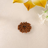 11 Face Rudraksha (Nepal)