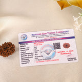 11 Face Rudraksha (Nepal)