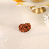 12 Face Rudraksha (Nepal)