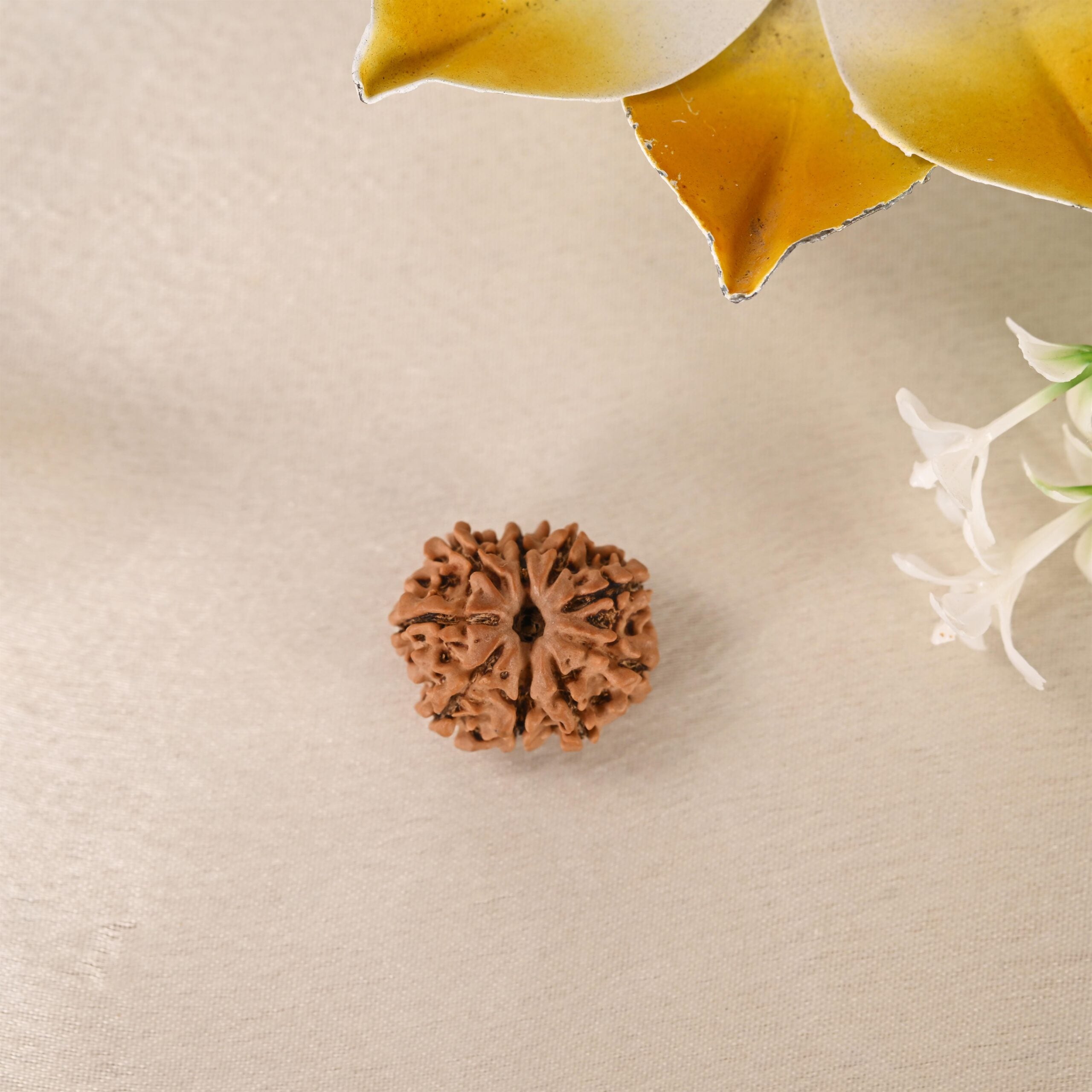 9 Face Rudraksha (Nepal)
