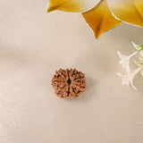 9 Face Rudraksha (Nepal)