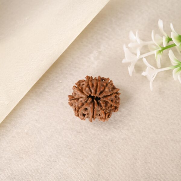 10 Face Rudraksha (Nepal) - Image 2