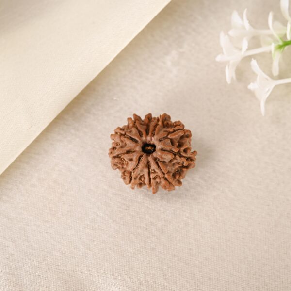 10 Face Rudraksha (Nepal) - Image 3