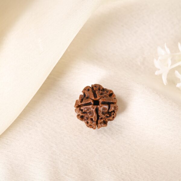 4 Mukhi Rudraksha