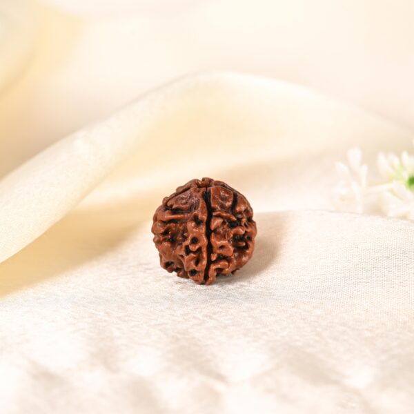 4 Mukhi Rudraksha - Image 8