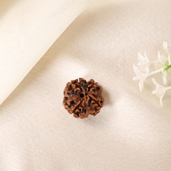 4 Mukhi Rudraksha - Image 7