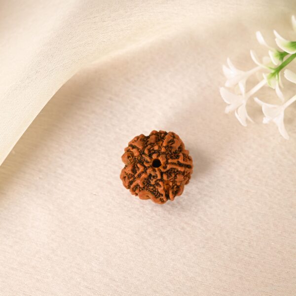 5 Face Rudraksha - Image 7