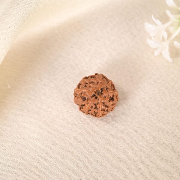 8 Face Rudraksha (Indonesian) - Image 7