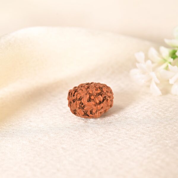8 Face Rudraksha (Indonesian) - Image 6