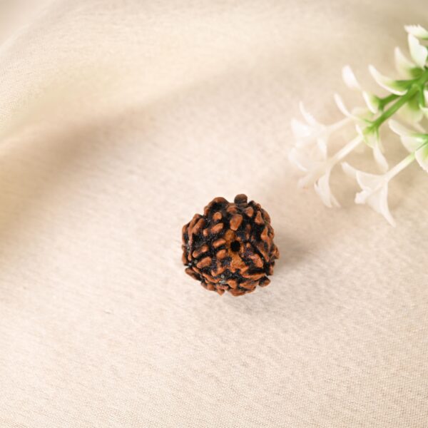 3 Mukhi Rudraksha - Image 7