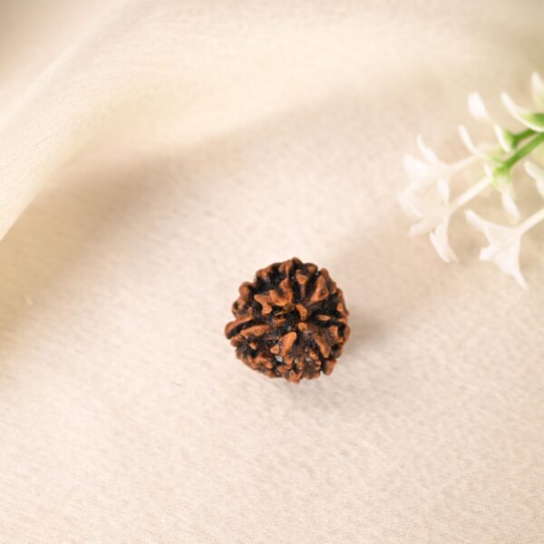 3 Mukhi Rudraksha - Image 6