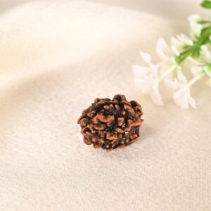 3 Mukhi Rudraksha