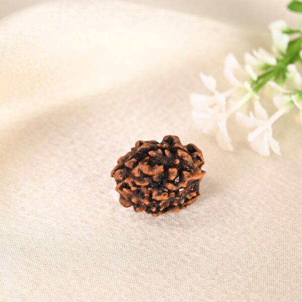 3 Mukhi Rudraksha