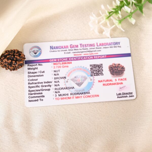 3 Mukhi Rudraksha - Image 5