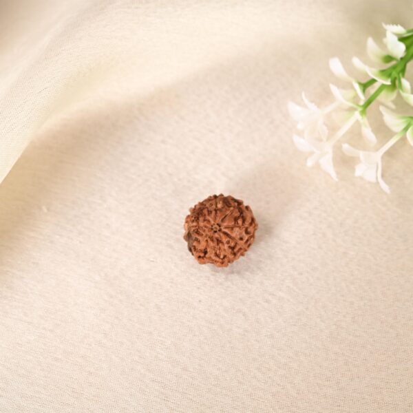 10 Face Rudraksha (Indonesian) - Image 7