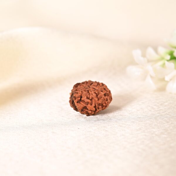 10 Face Rudraksha (Indonesian) - Image 6