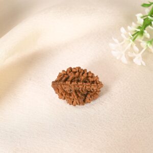 2 Mukhi Rudraksha