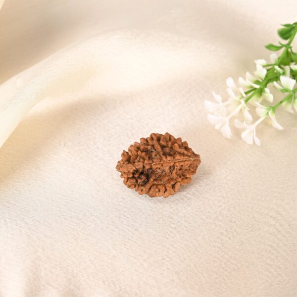 2 Mukhi Rudraksha - Image 7