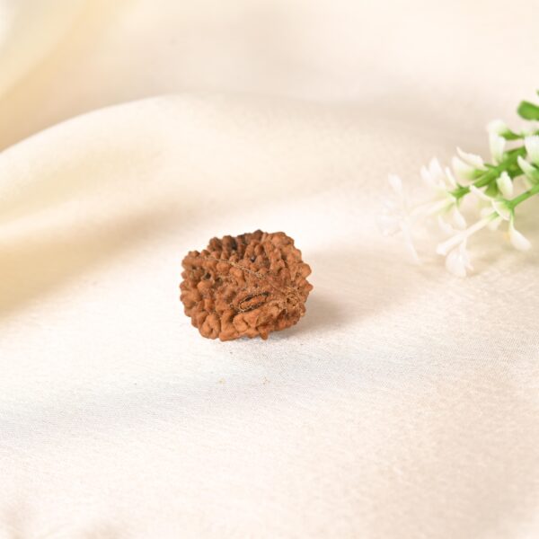 2 Mukhi Rudraksha - Image 6