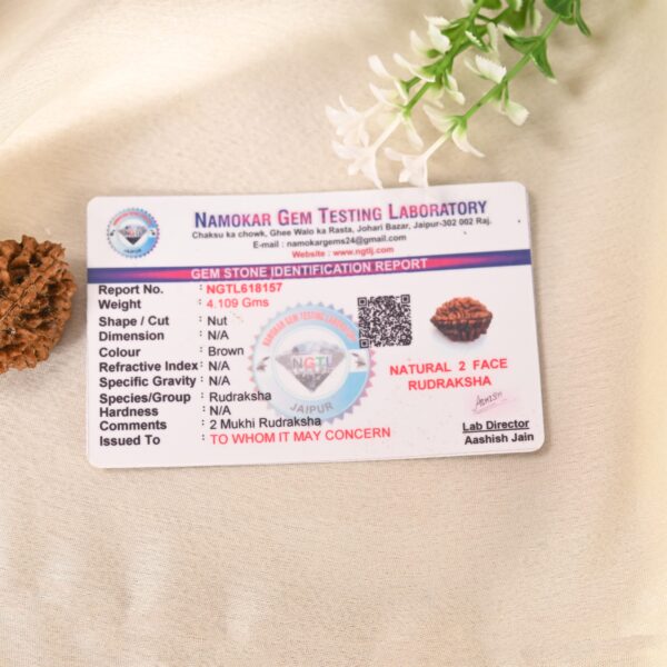 2 Mukhi Rudraksha - Image 5