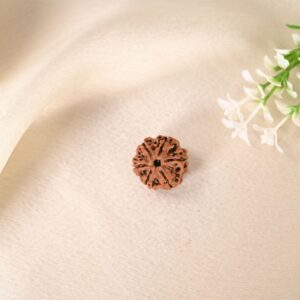 6 Face Rudraksha (Nepal)