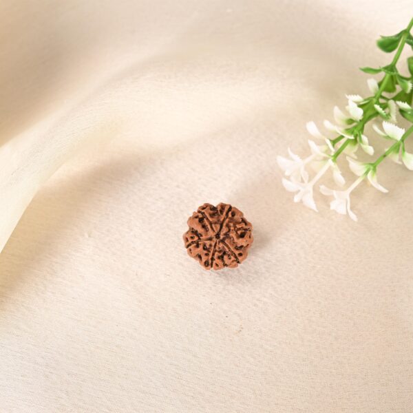 6 Face Rudraksha (Nepal) - Image 8