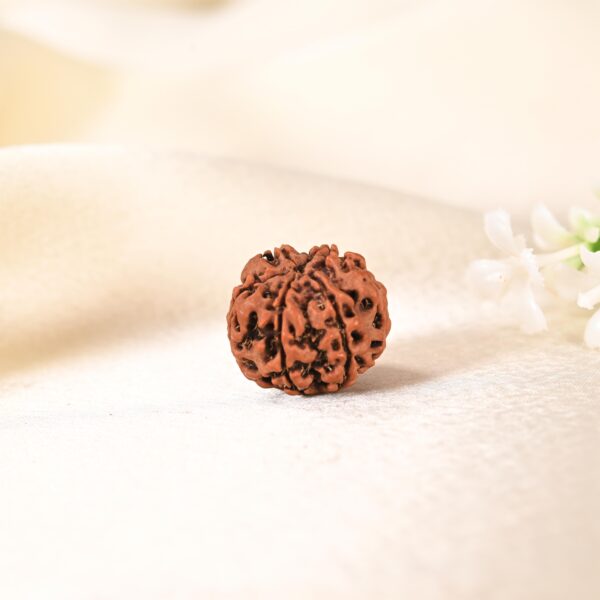 6 Face Rudraksha (Nepal) - Image 7