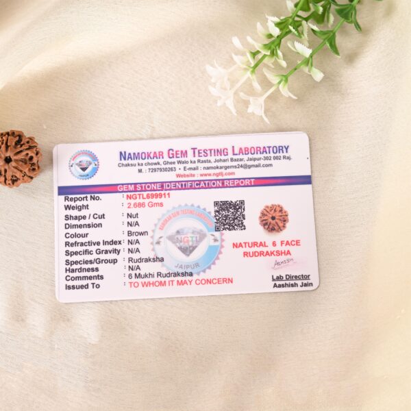 6 Face Rudraksha (Nepal) - Image 6