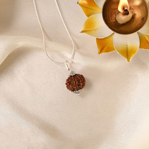 7 Face Rudraksha (Nepal) - Image 6