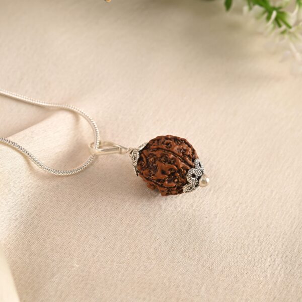 5 Face Rudraksha - Image 3
