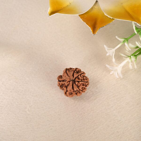 8 Face Rudraksha (Nepal) - Image 4