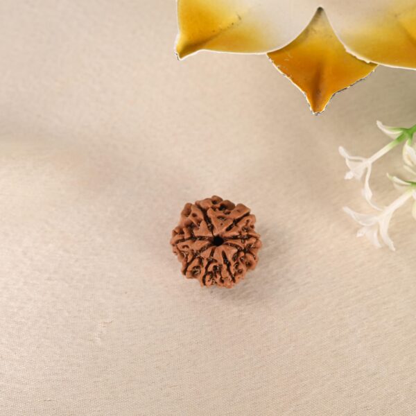 8 Face Rudraksha (Nepal)