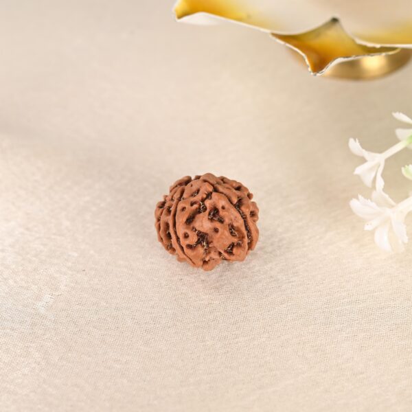8 Face Rudraksha (Nepal) - Image 3