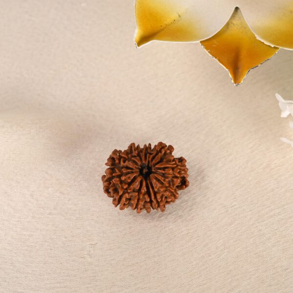 11 Face Rudraksha (Nepal) - Image 3