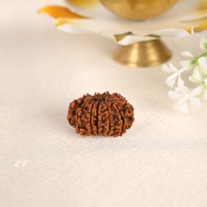 11 Face Rudraksha (Nepal)