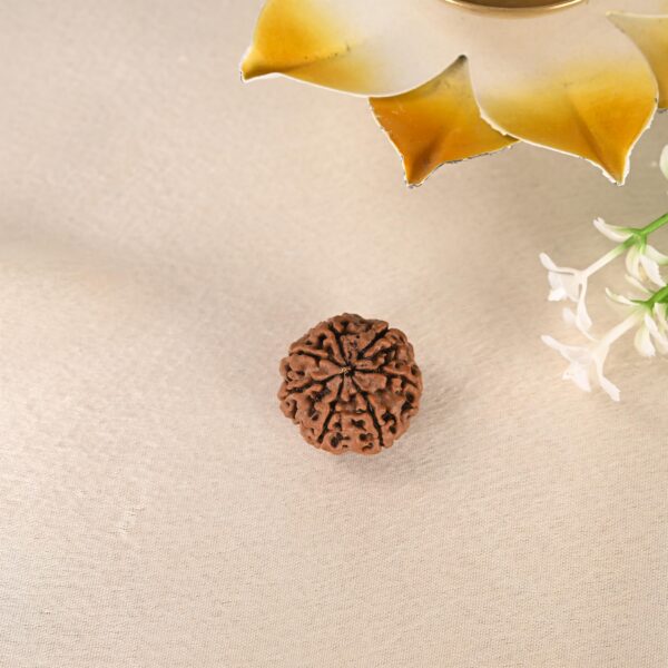 7 Face Rudraksha (Nepal) - Image 2