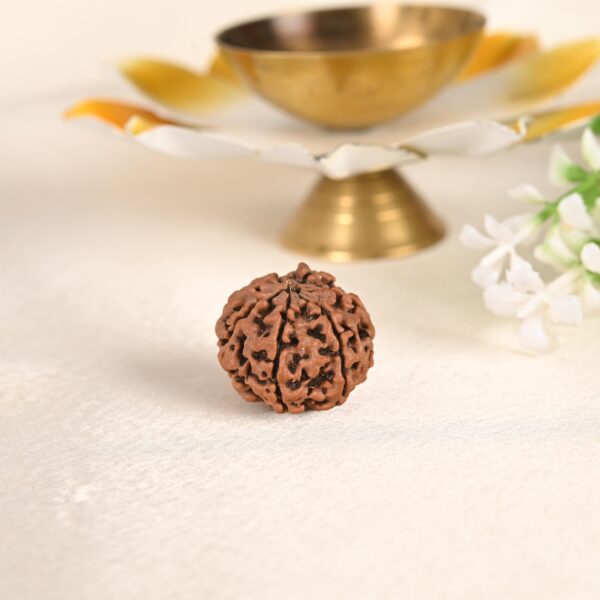 7 Face Rudraksha (Nepal) - Image 8