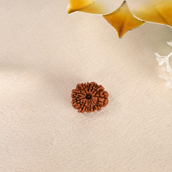 12 Face Rudraksha (Nepal) - Image 5