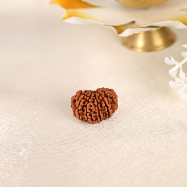 12 Face Rudraksha (Nepal) - Image 4